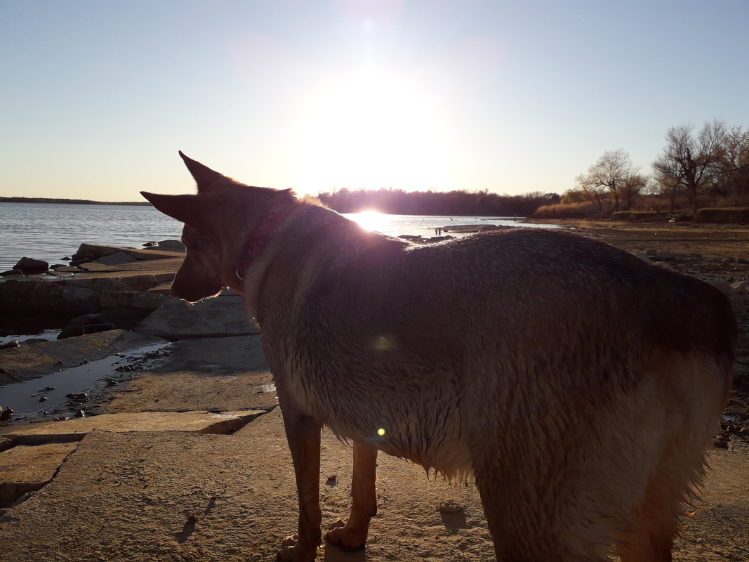 Dog looking at the lake