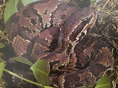 Picture of cotton mouth (water moccasin)