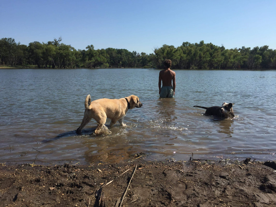 Picture of man in lake with dogs