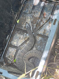 Picture of a venomous snake captured in a bin. You can see a water moccasin captured in bin.
