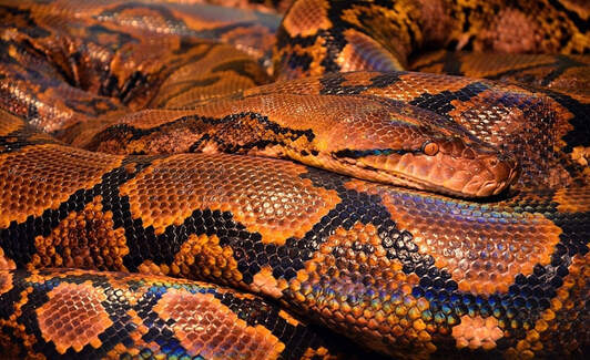 Picture large python