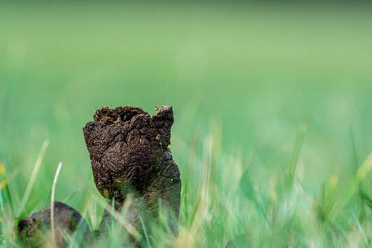 Picture dog poop in field 