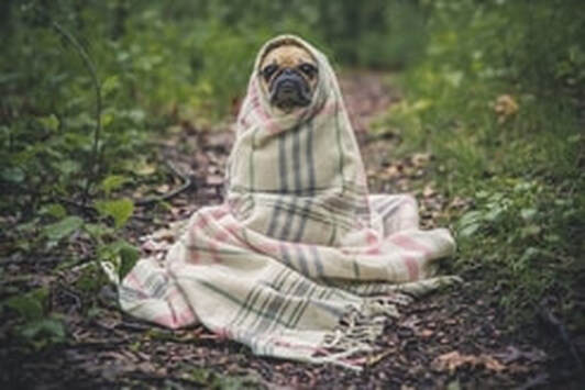 Picture of a dog wrapped in blanket