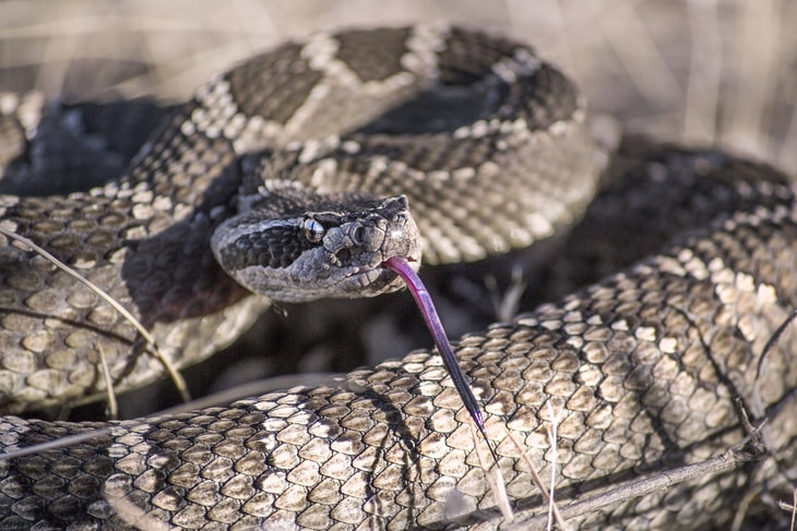 Picture of rattle snake in strike position 